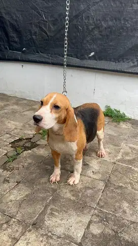 Dijual Indukan Anjing Beagle