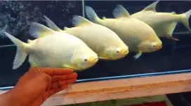 Ikan pacu albino / bawal albino ukuran 6-7jari