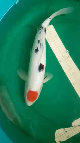 Ikan koi Tancho Sanke HQ 42cm male