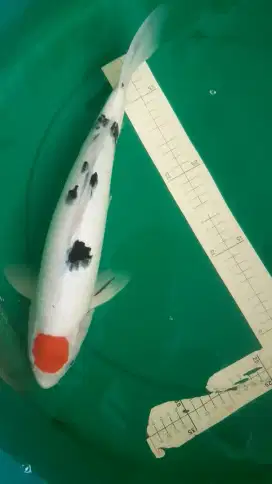 Ikan koi Tancho Sanke pola ori warna strong 42cm