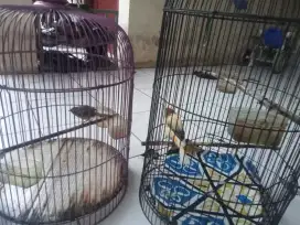 burung canari dan ciblek semi