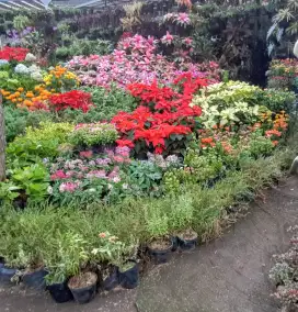 Jual rumput dan tanaman taman
