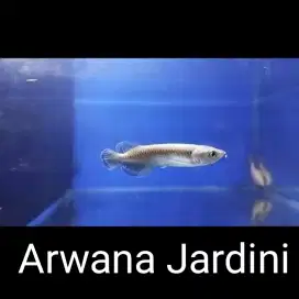 Ikan hias arwana 7cm