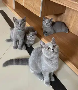 Kucing BSH (British Shorthair)