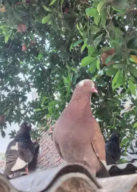 Merpati betina bagus ngendokan