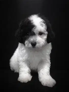 RARE Toy poodle party silver jantan