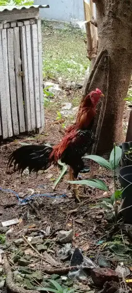 Ayam Jago Bangkok Asli Istimewa usia 2 tahun Jalu 3 cm