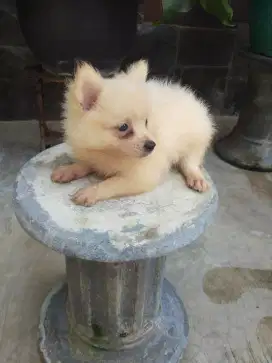 Pupy yap pom asli