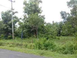 Di Jual cepat tanah pekarangan pohon jati