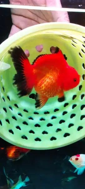 Ikan koki oranda
