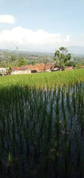 JUAL CEPAT TANAH SAWAH BANJARAN BANDUNG SELATAN