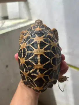 JUAL KURA KURA DARAT TORTOISE ISTAR