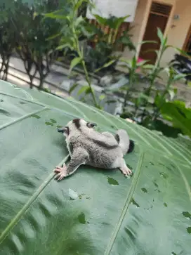 Sugar glider clasic grey