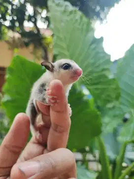 Sugar Glider White Face