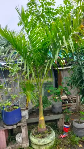 pohon palm 1,5meter