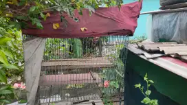 kandang besi kucing/burung