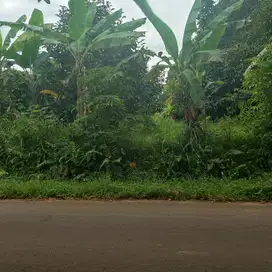 Tanah datar kebun manggis produktf nempel jalan kabupaten jalur angkot