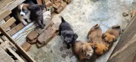 Anak Anjing Kampung Cantik & Gembul, Sudah Minum Obat Cacing