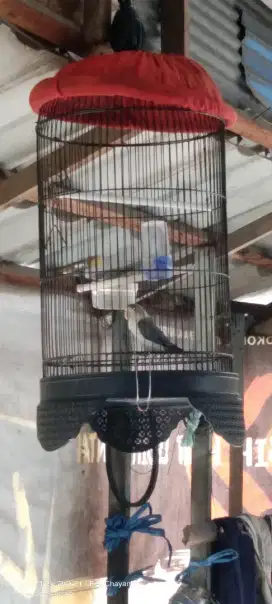 Di jual burung love bird