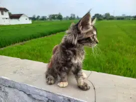 KITTEN MAINECOON