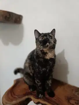 BSH Tortie Betina