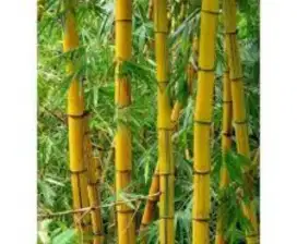 Bambu kuning ampel