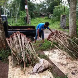 POHON BAMBU JEPANG BAMBU UNTUK PAGAR