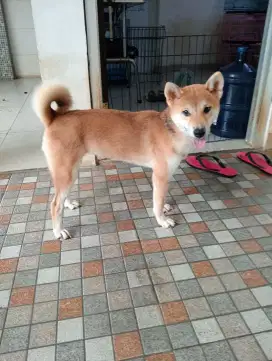 Jual cepat calon indukan Shiba inu