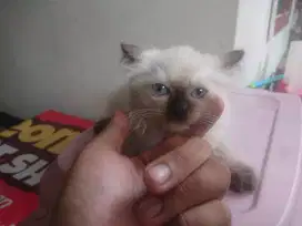 Kitten himalaya