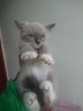 Kitten himalaya jantan