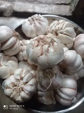 Bawang Putih ( Garlic )