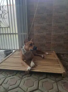 Pitbull indukan