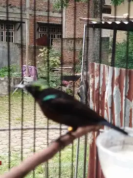 Burung campuran kecil konin