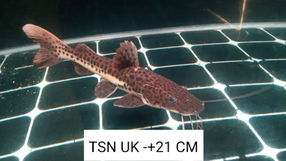 Ikan hias Leopard sehat