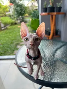 Kucing Sphynx Kitten Betina