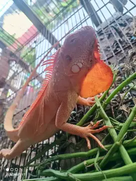 Red albino warna ajib