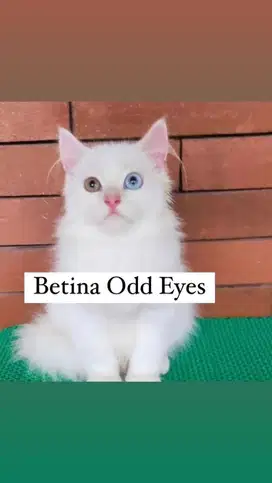 kucing putih betina oddeyes ras mainecoon