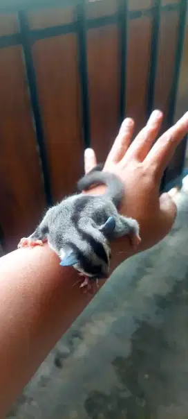 Jual joey sugar glider classic grey murah