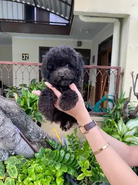 Black toy poodle