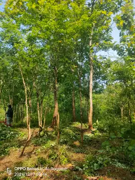 TANAH MURAH KEBUN KAYU ANGSANA WLAHAR KALIBAGOR