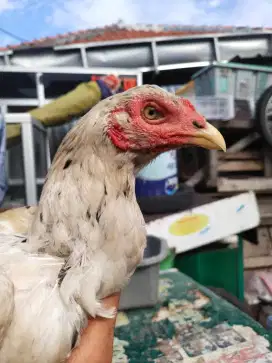 Ayam bangkok pakhoy plucker