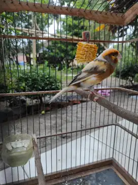 Burung kenari rajin isian ciblek