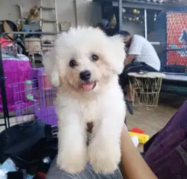 bichon frise lucu aktif sehat