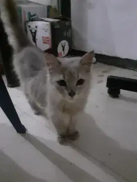 Kucing anggora mix persia