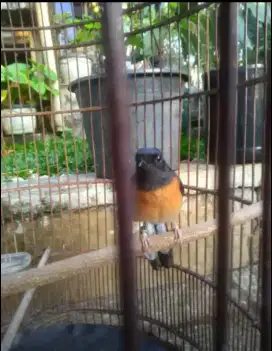 Di jual burung murai betina