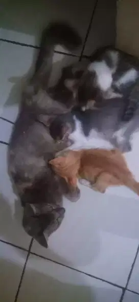 KUCING INDUKAN DENGAN TIGA ANAK.