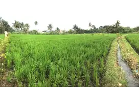 Dijual Sawah Produktif di Jalan Raya Bandung-Cianjur (Desa Hegarmanah)