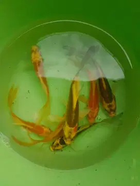 Ikan Koi Metalik slayer size 8 - 10 cm