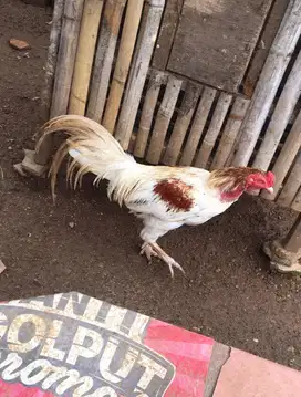 Ayam kampung jantan dan betina