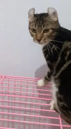 Kucing munchkin genetta kinkalow Ns